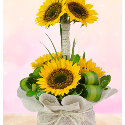 girasoles
