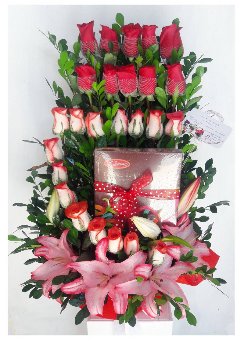 rosas bicolor