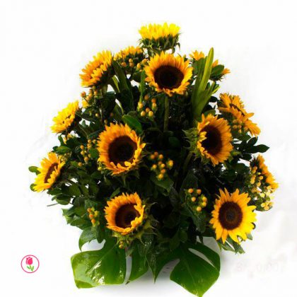 girasoles