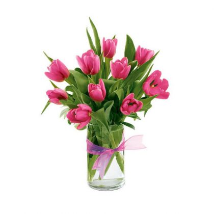 tulipan fuxia