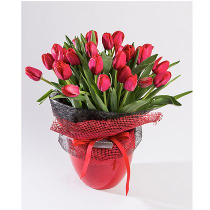 tulipan rojo amor