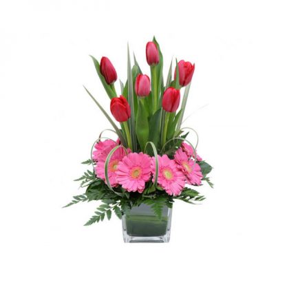 tulipan rojo