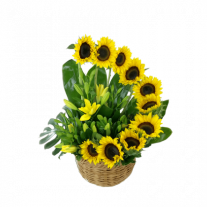 girasoles