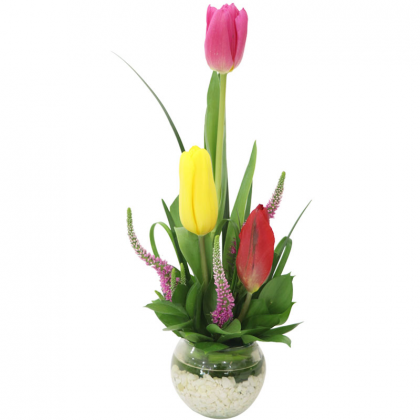 TULIPAN