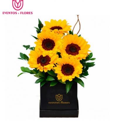 Box Radiante de 5 Girasoles